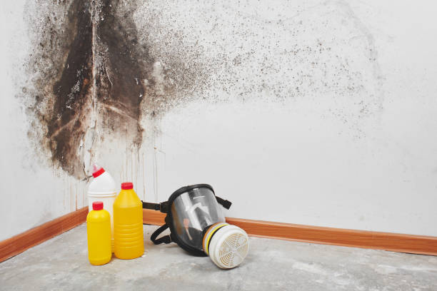 Mammoth Lakes, CA Mold Remediation Company