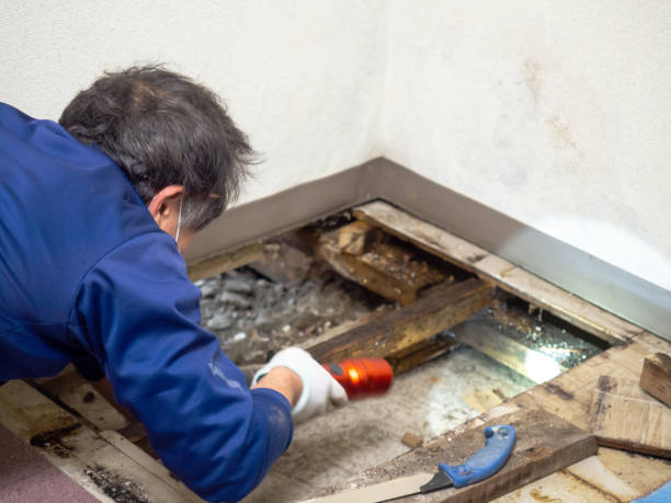 Best Commercial Mold Remediation in Mammoth Lakes, CA