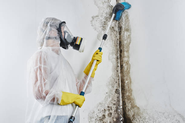 Professional Mold Remediation in Mammoth Lakes, CA