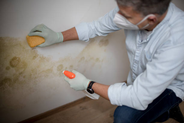 Best White Mold Remediation in Mammoth Lakes, CA