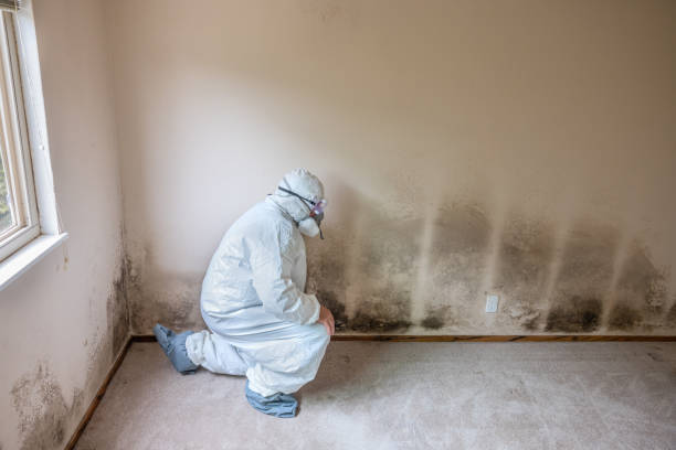 Best White Mold Remediation in Mammoth Lakes, CA