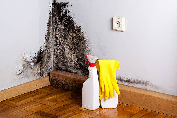 Best DIY Mold Remediation Support Services in Mammoth Lakes, CA