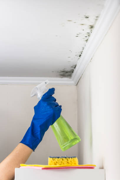 Best Attic Mold Remediation in Mammoth Lakes, CA